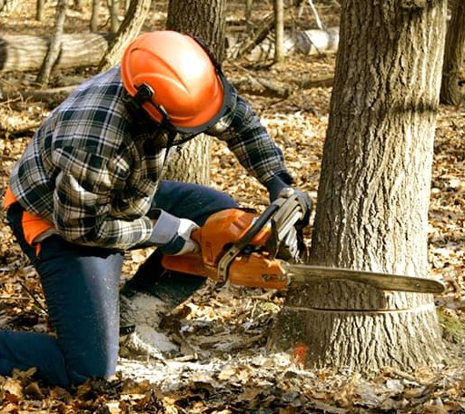 Tree Removal in Brooks, CA